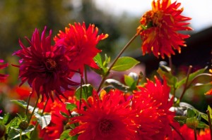 DSC_0127_bearbeitet-1